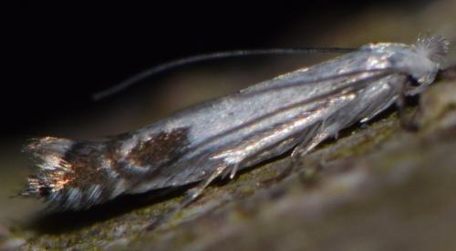 Lyonetia clerkella